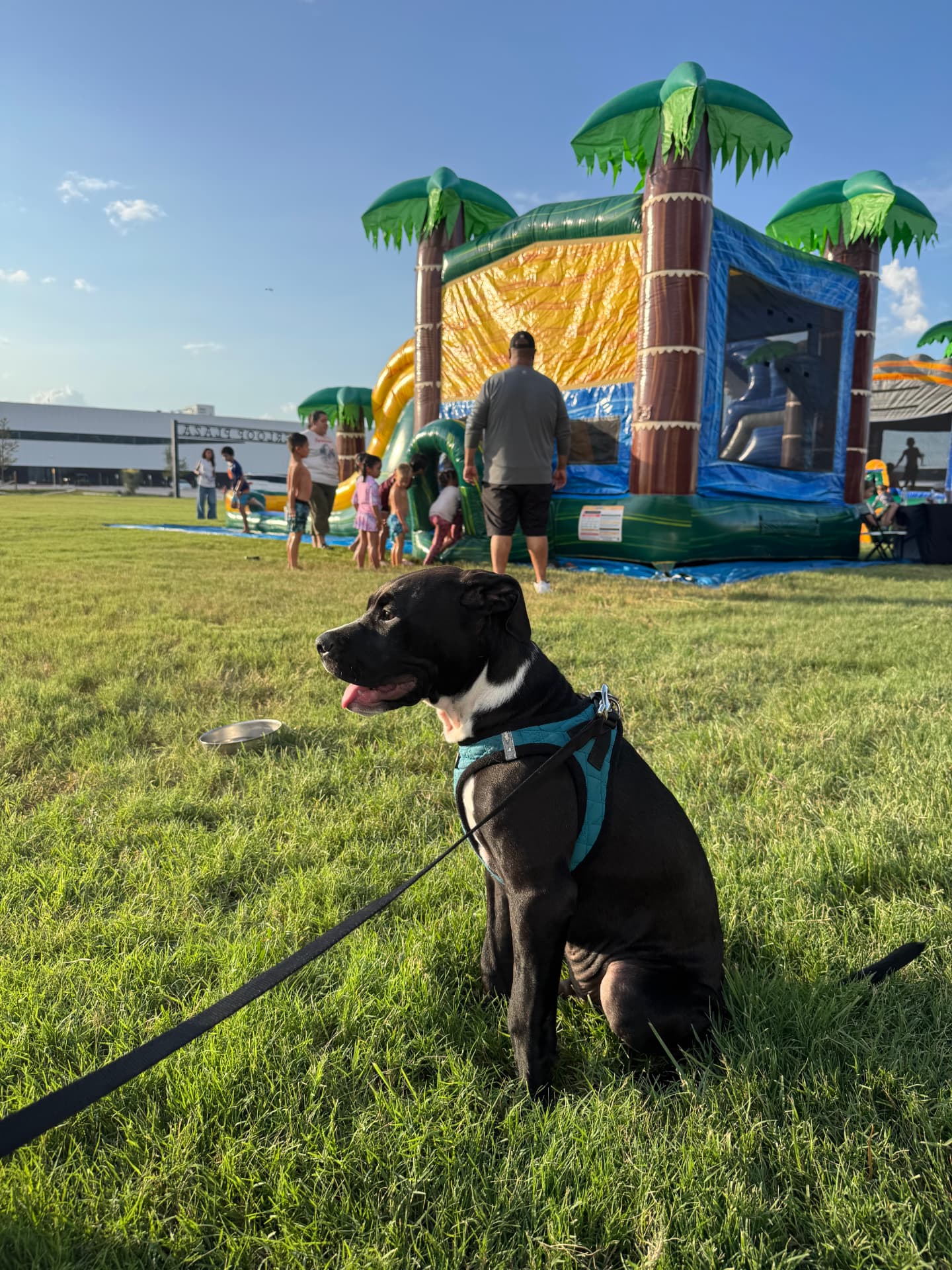 Dog on the lawn beside the bounce house at Family Fun Day